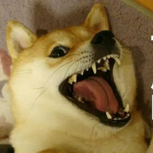  优质柴犬如何挑选呢我来告诉你