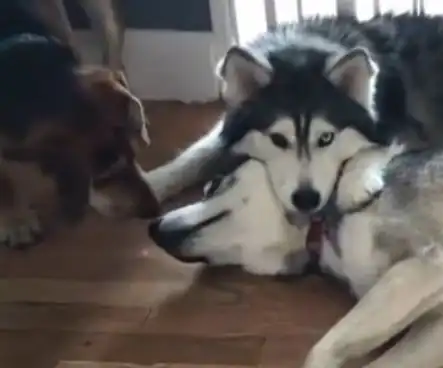  女朋友被狗子强吻,结果二哈的表情这么淡定.....