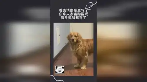 看表情像是生气了,你拿人家当狗耍呢,眉头都皱起来了