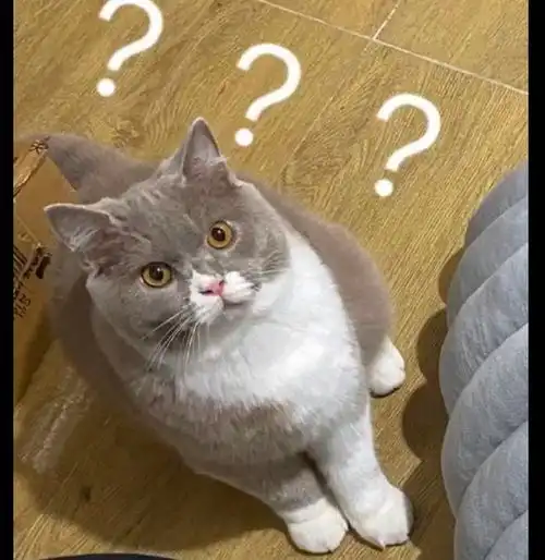 捂脚表情包猫猫