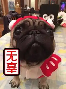 阿怪表情包第三期,狗笑得无邪,表情包疯了世界站酷zcool移动版 阿怪表情包第三期,狗笑得无邪,表情包疯了世界站酷zcool移动版