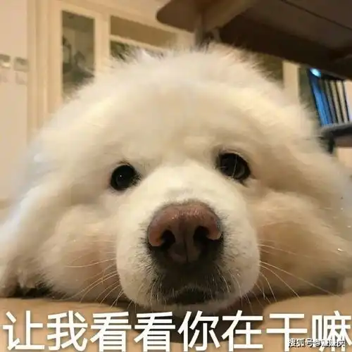 发工资表情包沙雕狗狗