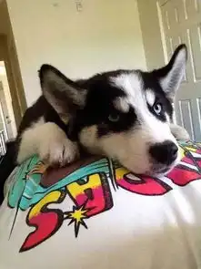  哈士奇绝育后,简直判若两狗,二哈我的蛋蛋呢