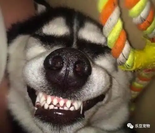  哈士奇生出七只宝宝狗妈妈兴奋了,主人这辈子我完了,愁死了