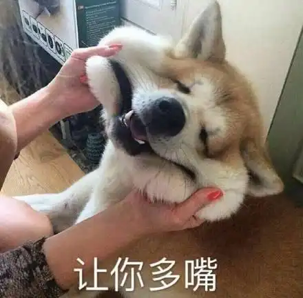  萌宠喂养百科铲屎官烦到头秃的问题猫狗咬人怎么办