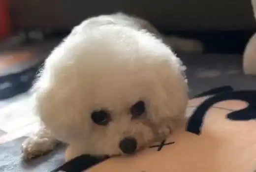 泰迪托付给父母照顾,半个月后看到狗模样时,主人眼圈湿红 泰迪托付给父母照顾,半个月后看到狗模样时,主人眼圈湿红