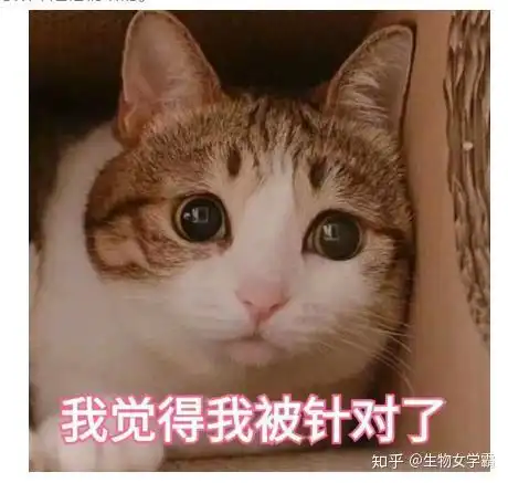  学渣的毕业答辩自救现场