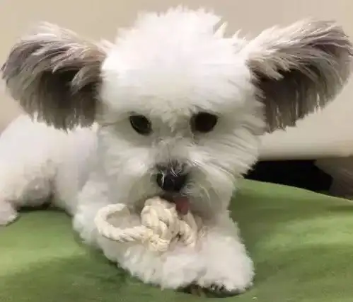  串串怎么了串串一样超可爱的鸭