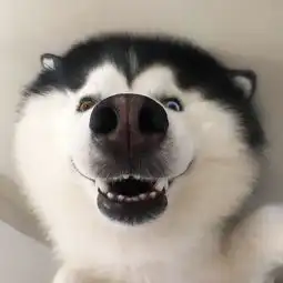  二哈我就是神一样的存在