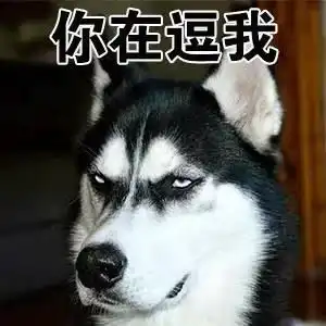  我从来没有见过,这么装逼的哈士奇表情包,有了它称霸装逼界