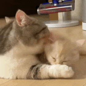 猫子狗子表情包可爱沙雕表情包动图 猫子狗子表情包可爱沙雕表情包动图