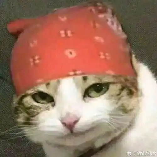  求原图带着香蕉君头巾的猫,或者像素好一点的图也行