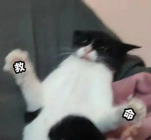  怎么还不放假啊啊啊啊丨第208期猫咪表情包