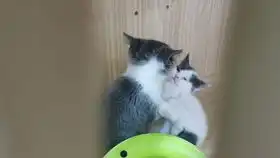  非酋的开包视频