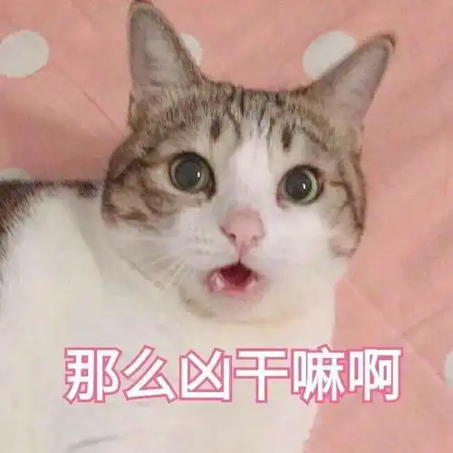 担心表情包猫咪娘娘