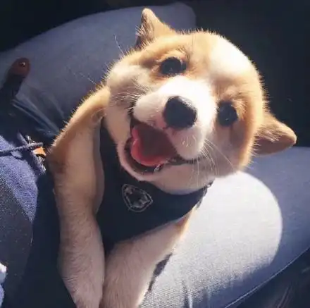 柯基头像表情包