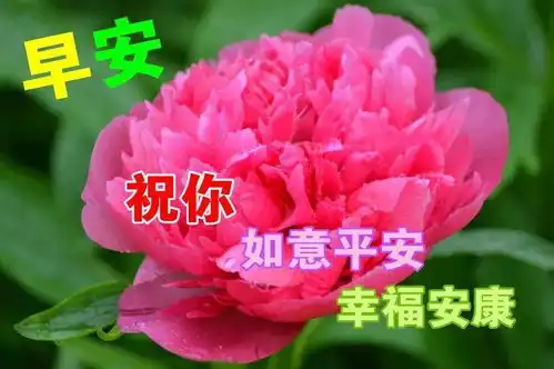 早上好表情包可爱好动