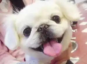  狗狗的那些小表情,一看就知道你想干啥