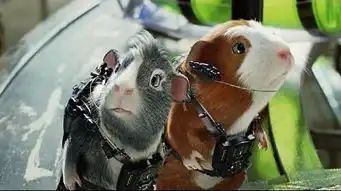  豚鼠特工队在中国什么时候上映