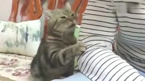  狸花猫困了,想叫主人抱它哄它睡觉,这小表情太可爱了