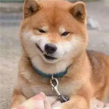  最全沙雕狗子表情包合辑年度最傻狗子都在这儿了