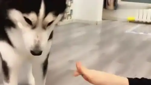  哈士奇跟主人发脾气,主人凶狠一招,二哈秒怂表情太搞笑了