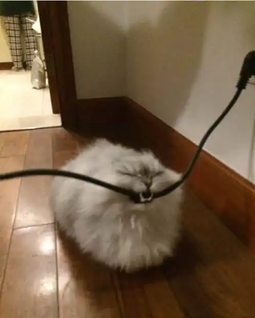  网友下班回家发现自家猫咪在咬电线,那表情简直绝了...