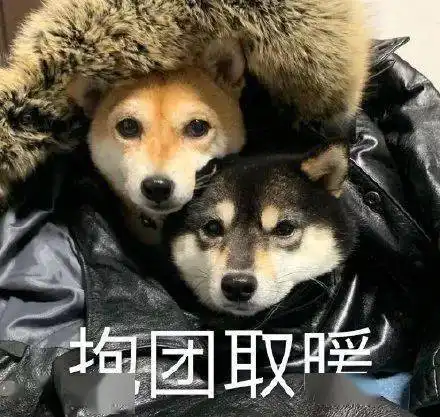  汪星人表情包第28期狗子我知道,我始终无法进入你的心