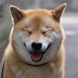 狗狗开心表情包图片北登
