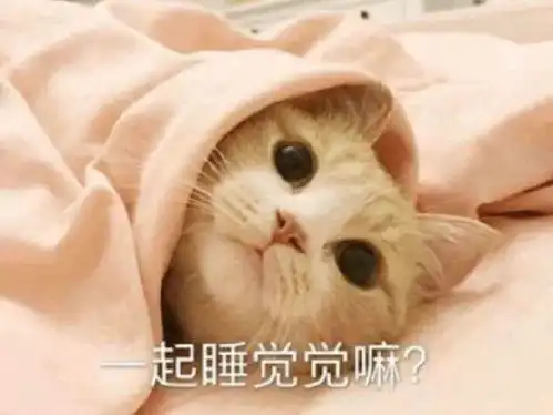 可爱小猫表情包 可爱小猫表情包