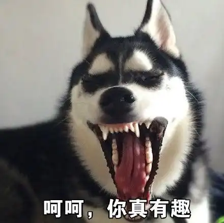 哈士奇表情包动图妹子