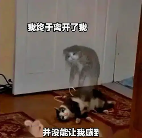  奇怪的猫猫表情增加了