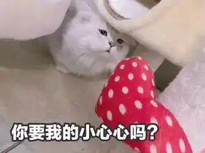  猫猫表情包大赛万万没想到最后获奖的居然是它