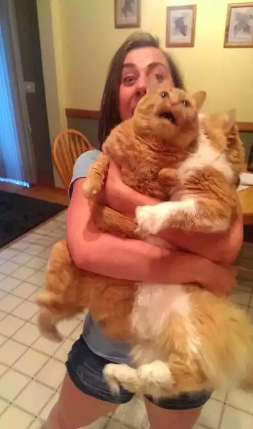 喵星人我与主子之间只有深深的嫌弃 喵星人我与主子之间只有深深的嫌弃