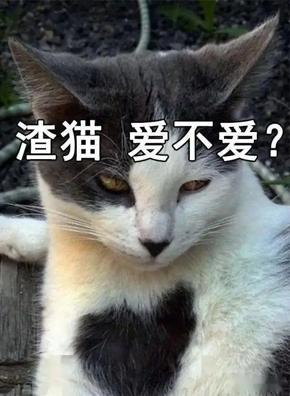  渣猫爱不爱表情包猫咪与渣女表情包真是绝配啊