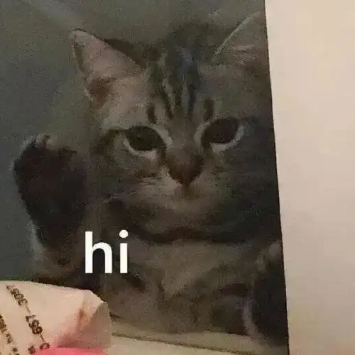  表情包报告我要打小报告