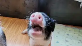  萌猪vlog敲碗猪猪会怎样猪猪看到空碗的表情太搞笑了小香猪乖乖成长日记