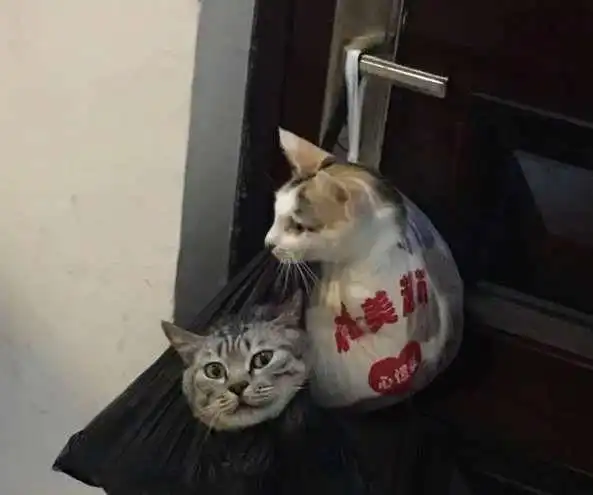  猫主子偷吃东西被当场抓住,主人想出高招惩罚猫咪,猫咪表情亮了