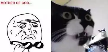  猫奴专属表情包别人想学也学不来