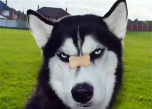  哈士奇的智商到底有多低