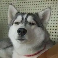  太阳花哈士奇的头像微信头像图片大全