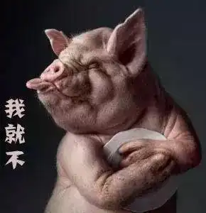  这一勤快的习惯足够说明荷兰猪不是猪