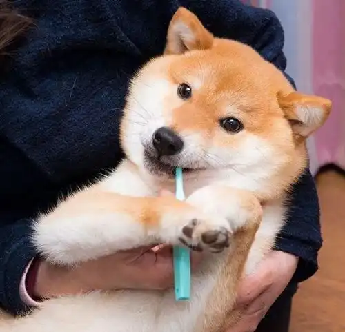 柴犬表情包图片刷牙