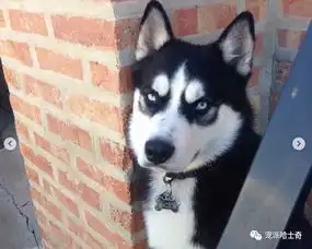  哈士奇,一只狗生如戏的神犬,分分钟让你爱上它