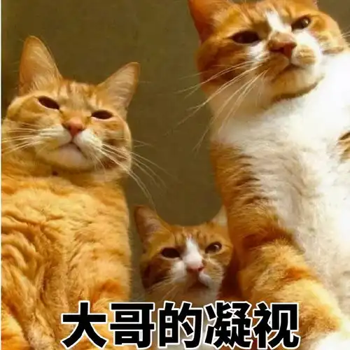猫咪表情包合集在出来玩 猫咪表情包合集在出来玩