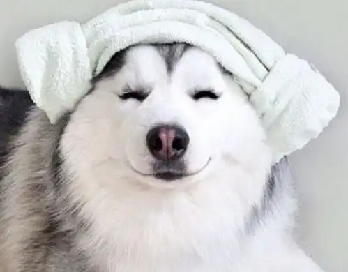  哔哩哔哩专栏