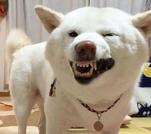  白色柴犬品种稀有,为何价格却很便宜,说好的物以稀为贵呢