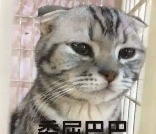 我想笑表情包猫咪