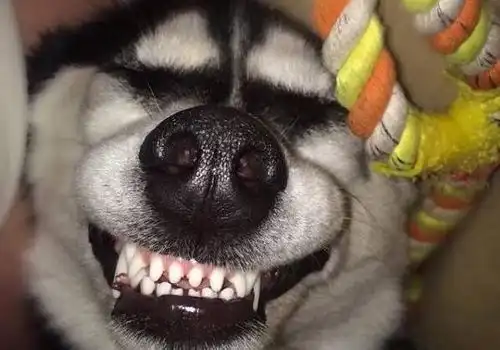  你听过最搞笑的笑话是什么