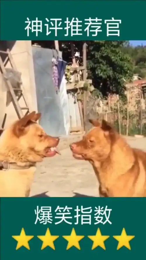 成精了萌宠用最凶的表情打最怂的架 成精了萌宠用最凶的表情打最怂的架